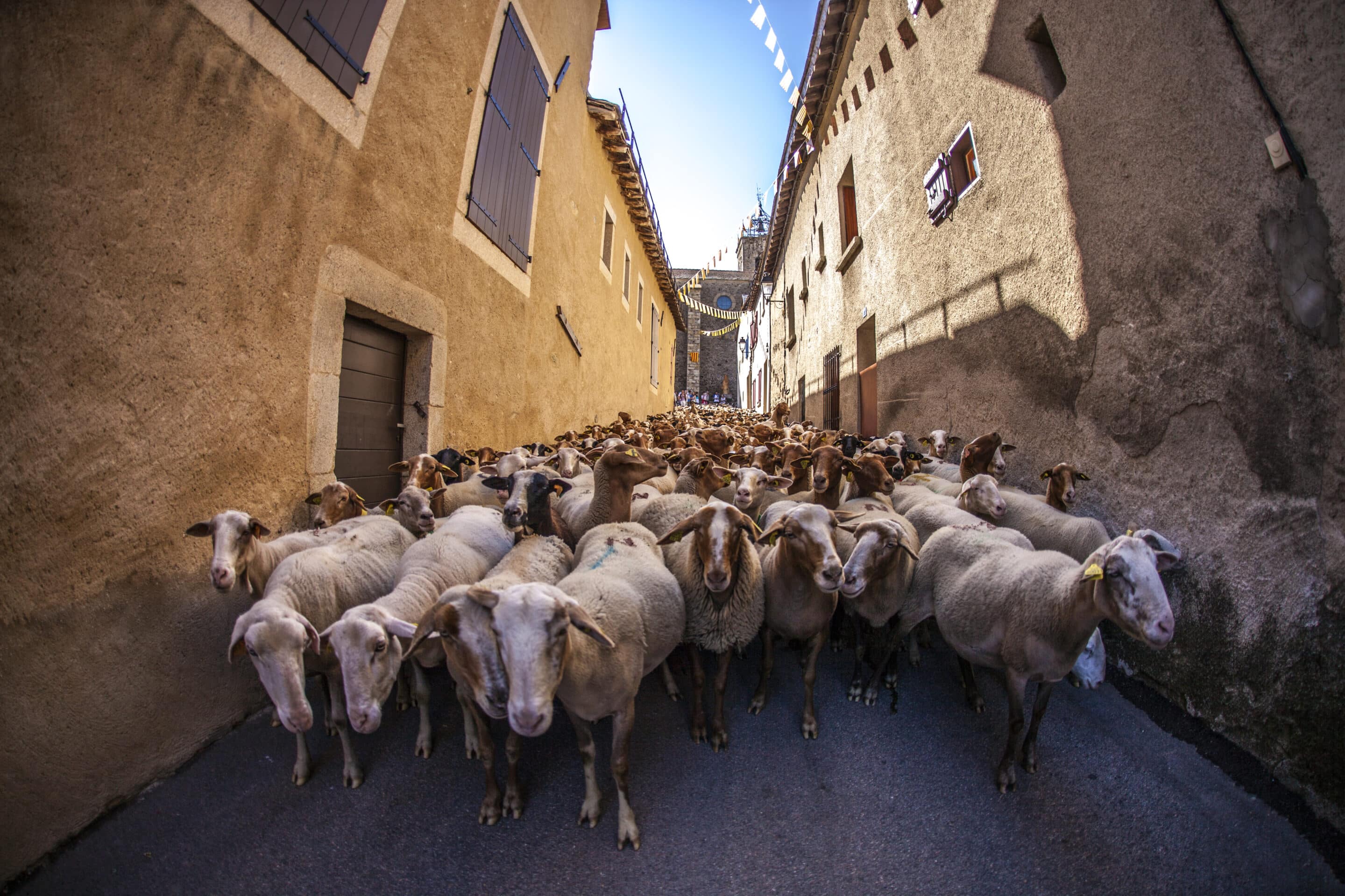 transhumance